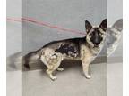 German Shepherd Dog-Huskies Mix DOG FOR ADOPTION RGADN-1261416 - *RAINBOW -