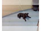 Staffordshire Bull Terrier Mix DOG FOR ADOPTION RGADN-1261419 - BLUE -