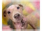 American Pit Bull Terrier DOG FOR ADOPTION RGADN-1261426 - FAITH - Pit Bull