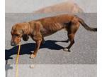 Bloodhound DOG FOR ADOPTION RGADN-1261433 - WAFFLES - Bloodhound (medium coat)