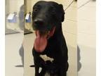 Labrador Retriever Mix DOG FOR ADOPTION RGADN-1261441 - OSWALD - Labrador