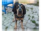 Bluetick Coonhound DOG FOR ADOPTION RGADN-1261443 - PINOT - Bluetick Coonhound