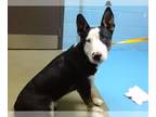 Bull Terrier-Siberian Husky Mix DOG FOR ADOPTION RGADN-1261448 - A534609 - Bull