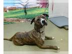 American Pit Bull Terrier Mix DOG FOR ADOPTION RGADN-1261450 - A534611 - Pit
