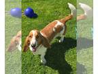 Basset Hound DOG FOR ADOPTION RGADN-1261451 - Wanda - Basset Hound Dog For