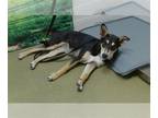German Shepherd Dog Mix DOG FOR ADOPTION RGADN-1261453 - A534627 - German