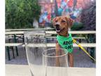 American Foxhound-Beagle Mix DOG FOR ADOPTION RGADN-1261457 - DOROTHY - American