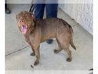 Chesapeake Bay Retriever Mix DOG FOR ADOPTION RGADN-1261459 - CAMDEN -