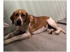 English Coonhound Mix DOG FOR ADOPTION RGADN-1261466 - WACO - English Coonhound