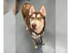 Mix DOG FOR ADOPTION RGADN-1261467 - OAKLEY - Husky (medium coat) Dog For