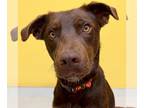 Labrador Retriever Mix DOG FOR ADOPTION RGADN-1261469 - Excel - Labrador