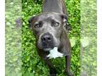 American Staffordshire Terrier Mix DOG FOR ADOPTION RGADN-1261479 - Georgia -