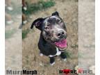 American Pit Bull Terrier Mix DOG FOR ADOPTION RGADN-1261480 - Murph - Pit Bull
