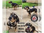 American Pit Bull Terrier Mix DOG FOR ADOPTION RGADN-1261481 - Benny - Pit Bull