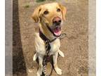 Labrador Retriever DOG FOR ADOPTION RGADN-1261504 - CHARLIE - Labrador Retriever
