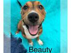 American Staffordshire Terrier Mix DOG FOR ADOPTION RGADN-1261525 - BEAUTY -