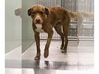 American Staffordshire Terrier Mix DOG FOR ADOPTION RGADN-1261551 - MERLE -