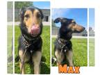 Collie Mix DOG FOR ADOPTION RGADN-1261566 - Max - Shepherd / Collie / Mixed Dog