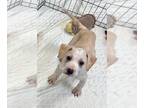 Labrador Retriever Mix DOG FOR ADOPTION RGADN-1261572 - Matrix - Labrador