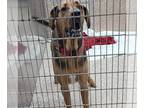 Mastiff Mix DOG FOR ADOPTION RGADN-1261573 - Scooby - Mastiff / Hound / Mixed
