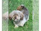 Havanese DOG FOR ADOPTION RGADN-1261575 - Spark - Havanese Dog For Adoption
