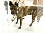 American Pit Bull Terrier-Dutch Shepherd Mix DOG FOR ADOPTION RGADN-1261576 -