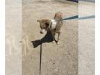 Mix DOG FOR ADOPTION RGADN-1261594 - *ANNABELLE - Husky (medium coat) Dog For