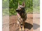 German Shepherd Dog Mix DOG FOR ADOPTION RGADN-1261611 - Nova - German Shepherd