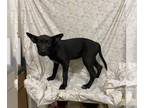 Labrador Retriever Mix DOG FOR ADOPTION RGADN-1261632 - *TWEETIE - Labrador