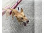 Basenji Mix DOG FOR ADOPTION RGADN-1261638 - LION - Basenji / Mixed (short coat)
