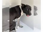 Pointer DOG FOR ADOPTION RGADN-1261639 - BAMBI - Pointer (short coat) Dog For