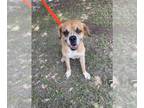 Boxer DOG FOR ADOPTION RGADN-1261640 - A622578 - Boxer (short coat) Dog For