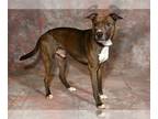 American Pit Bull Terrier Mix DOG FOR ADOPTION RGADN-1261644 - PEANUT BUTTER -
