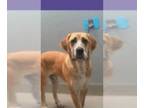 Great Dane Mix DOG FOR ADOPTION RGADN-1261652 - *ALVIE - Great Dane / Mixed
