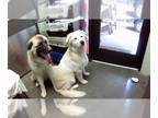 Great Pyrenees Mix DOG FOR ADOPTION RGADN-1261656 - BUDDY - Great Pyrenees /