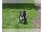 American Pit Bull Terrier Mix DOG FOR ADOPTION RGADN-1261658 - PEPPIE K - Pit