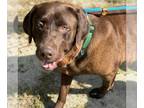 Labrador Retriever DOG FOR ADOPTION RGADN-1261676 - Cash - Labrador Retriever