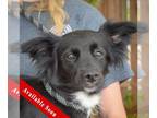Corillon DOG FOR ADOPTION RGADN-1261689 - Alaska - Papillon / Corgi / Mixed