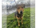 German Shepherd Dog-German Shorthaired Pointer Mix DOG FOR ADOPTION