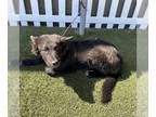 Border Collie-Siberian Husky Mix DOG FOR ADOPTION RGADN-1261700 - *ADRIEL -