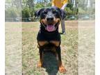 Rottweiler Mix DOG FOR ADOPTION RGADN-1261706 - TRIXIE - Rottweiler / Mixed