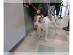 American Pit Bull Terrier DOG FOR ADOPTION RGADN-1261714 - LUNA - American Pit