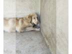 Australian Retriever DOG FOR ADOPTION RGADN-1261721 - A432196 - Australian