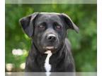 Labrador Retriever DOG FOR ADOPTION RGADN-1261736 - DARLA - Labrador Retriever