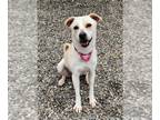 Labrador Retriever-Retriever Mix DOG FOR ADOPTION RGADN-1261761 - Wally -