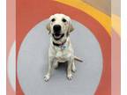 Labrador Retriever DOG FOR ADOPTION RGADN-1261762 - *CRUISE - Labrador Retriever