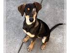 Black and Tan Coonhound Mix DOG FOR ADOPTION RGADN-1261764 - NORBERT - Black and