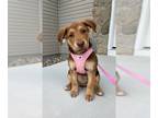 Huskies -Labrador Retriever Mix DOG FOR ADOPTION RGADN-1261773 - Moana -
