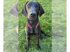 Great Dane-Labrador Retriever Mix DOG FOR ADOPTION RGADN-1261777 - GOOGAN -