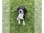 Coonhound Mix DOG FOR ADOPTION RGADN-1261779 - Nickle - Coonhound / Mixed (short